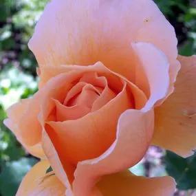 Fragrant Delight Rose (Rosa Fragrant Delight) 1